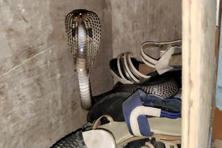 cobra was hiding in shoe