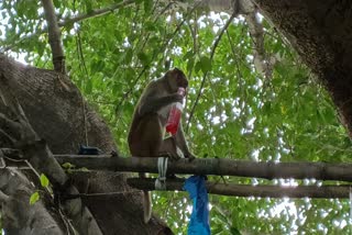 Monkey video viral in Ramnagar