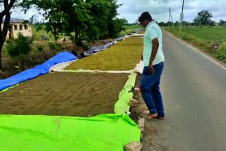 ಹೆಸರು ಬೆಳೆ