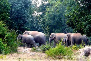 Elephants ruined crops in Dharamjaigarh