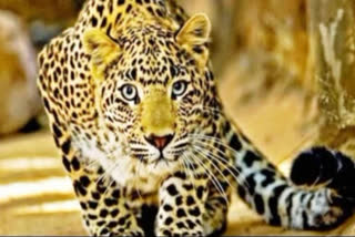 Leopard kills woman in Davanagere