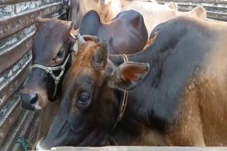 5 cattle smugglers detained in Khetri