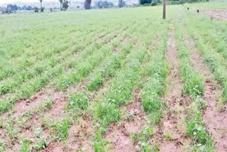 Monsoon Crops in Telangana