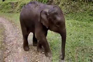 Tiger  wild elephant calf attacked by tiger  wild elephant calf  tiger attack  tiger attack in wayanad  wayanad thirunelli tiger attack  wayanad thirunelli news  കടുവയുടെ ആക്രമണത്തില്‍ കാട്ടാനക്കുട്ടിക്ക് പരിക്ക്  കടുവ ആക്രമണം  കടുവ കാട്ടാനക്കുട്ടിയെ ആക്രമിച്ചു  കാട്ടാനക്കുട്ടിയെ ആക്രമിച്ച് കടുവ  തിരുനെല്ലിയിൽ കടുവയുടെ ആക്രമണം  തിരുനെല്ലി  വയനാട് തിരുനെല്ലി  കാട്ടാനക്കുട്ടിക്ക് പരിക്കേറ്റു  വയനാട് തിരുനെല്ലി അപ്പപാറ  വനപാലക സംഘം ആനക്കുട്ടി  കടുവ ആക്രമണം കാട്ടാനക്കുട്ടിക്ക് പരിക്ക്