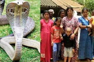 snakes bite same family people over 12 years