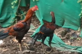 Police lodges complaint after ten hen allegedly poisoned to death