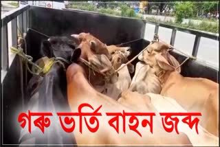 Police seized vehicle loaded with cattle at Jorabat