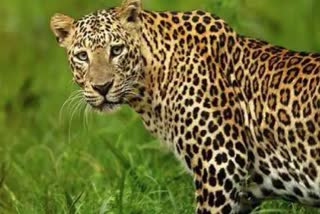 Tehri Leopard Attack