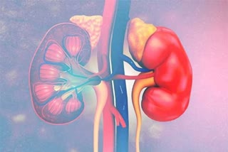 ayurveda treatment for kidneys