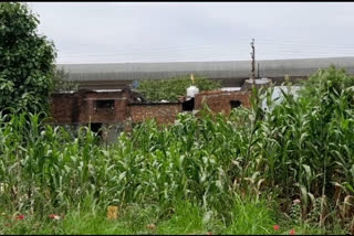 Sugar Institute in Kanpur made sugar from jowar stem