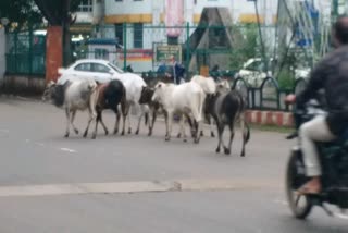 Sagar Dairy Displacement