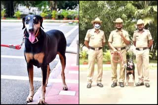 police department dog tunga died