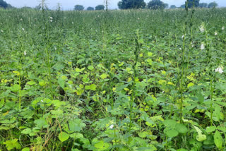 Insects outbreak in crops in Bhilwara, agriculture office suggestions for farmers