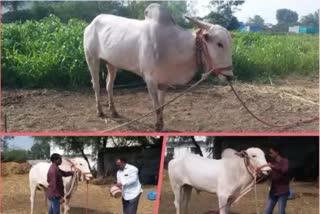 One lakh rupees are spent on three bullocks