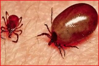 scrub typhus cases increased in himachal