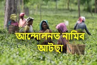 Problems of tea labours