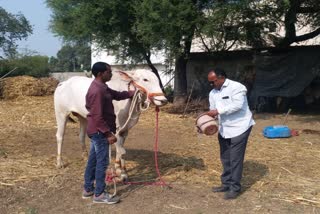 Expensive Bulls  Maharashtra Phake Family  Phake Family  Aurangabad  Lakhs to feed their racing bulls  പാഖെ കുടുംബം  മഹാരാഷ്‌ട്ര  ഔറംഗബാദ്  കാളകളുടെ തീറ്റ  മാസംതോറും ലക്ഷം രൂപ  പിസാദേവി  കാളകള്‍  രൺവീർ  ഡയമണ്ട് കാള