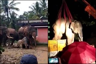 Forest Staffs Capture Elephant in Chikkamagaluru