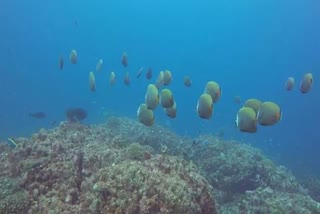 high seas biodiversity