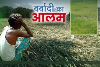 Chhindwara Crop damage