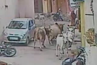 Narmadapuram Bulls Fight