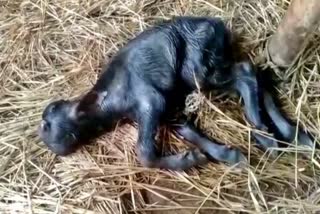 buffalo gave birth to strange calf in soraba