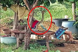 A cobra sitting with its head raised on a sleeping woman