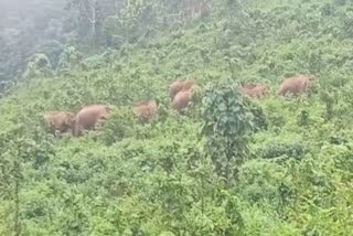 wild elephant nuisance in mundakkayam  wild elephant nuisance in tr and t estate  wild elephant destroy agriculture  wild elephant in mundakkayam  latest news in mundakkayam  latest news in kottayam  മുണ്ടക്കയം ടി ആര്‍ ആൻഡ് ടി എസ്റ്റേറ്റിൽ കാട്ടാന  വ്യാപകമായി കൃഷി നശിപ്പിപ്പിക്കുന്നുവെന്ന്  ടി ആര്‍ ആൻഡ് ടി എസ്റ്റേറ്റിൽ കാട്ടാന  മുണ്ടക്കയം ടി ആര്‍ ആൻഡ് ടി എസ്റ്റേറ്റ്  മുണ്ടക്കയം മതമ്പ  കാട്ടാന ശല്യം  മുണ്ടക്കയം ഏറ്റവും പുതിയ വാര്‍ത്ത  കോട്ടയം ഏറ്റവും പുതിയ വാര്‍ത്ത  ഇന്നത്തെ പ്രധാന വാര്‍ത്ത