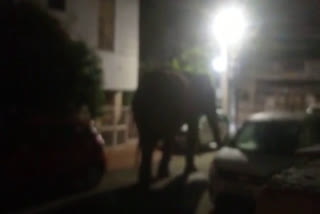 Elephant entered the posh Bilkeshwar Colony of Haridwar