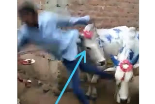 Bull Hit To Drunken Owner In Bhandara