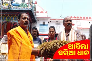 Nuakhai2022: ସମଲେଶ୍ୱରୀ ମନ୍ଦିର ମୁଖ୍ୟ ପୂଜକଙ୍କ ଘରେ ପହଞ୍ଚିଲା ନୂଆଁ ଧାନ