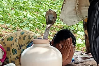 VIRAL VIDEO A COBRA SITTING WITH ITS HEAD RAISED ON A SLEEPING WOMAN IN KARNATAKA