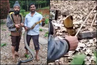 king-cobra-rescued-in-sirsi