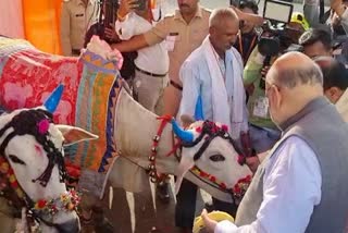 Amit Shah worship bullocks on Pola festival