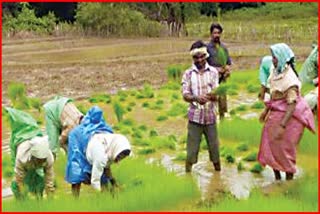 government fails to procure paddy at sp