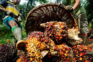 Assam government supports destructive palm oil cultivation