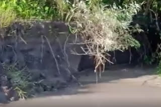 brahmaputra river erosion at jonai