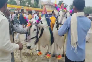 Chhindwara Pola Festival
