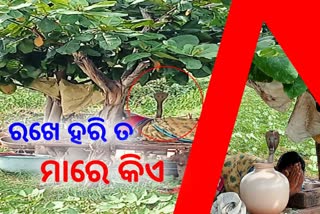 ଫଣା ଟେକି ମହିଳାଙ୍କ ଉପରେ ବସିଲା ନାଗସାପ, ଦୃଶ୍ୟ ଦେଖିଲେ ଛାତିଥରି ଉଠିବ