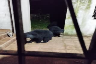 Terror of bears in Kanker city