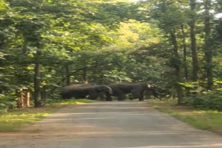 Elephants block road in Pasan range