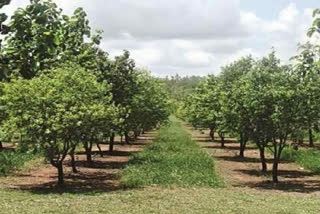 sandalwood saplings in parks