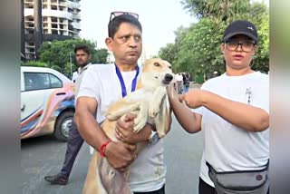 Noida Twin Tower Dog