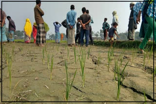 Paddy production