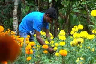 പൂകൃഷി കോട്ടയം കൂരോപ്പട വേണുഗോപാൽ  Flower farming in kooropadayil in kottayam  kooropadayil in kottayam  Flower farming  Flower farming news  Flower farming news in kerala  പൂകൃഷി  ഓണം  ഓണക്കാലം  പൂക്കൃഷി  നൂറുമേനി വിളവുമായി യുവാവ്  കൃഷി  പൂകൃഷിയില്‍ നൂറുമേനി വിളവുമായി യുവാവ്