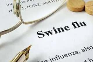 More than 2,000 pigs die of African swine fever in Rewa in 2 weeks