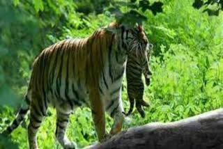 Sariska Tiger Reserve Alwar