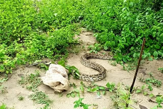 Python rescued at Ramdhan dhikhiri in Jonai