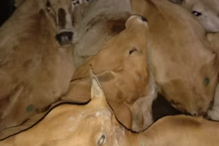 Cattle smuggling in Golaghat