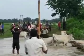 Satna People Cruelty with Cow